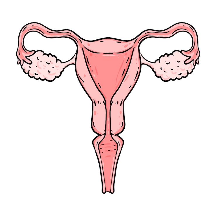 Kostenlose Vektor handgezeichnete uteruszeichnung