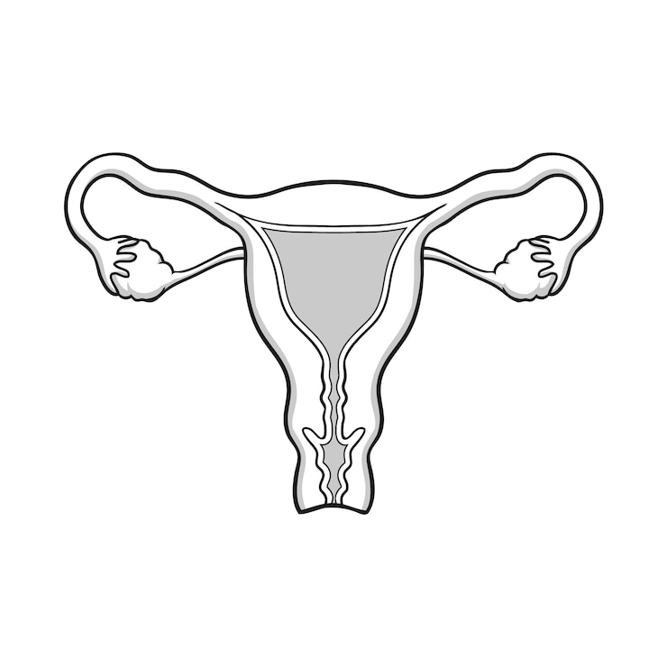Kostenlose Vektor handgezeichnete uteruszeichnung