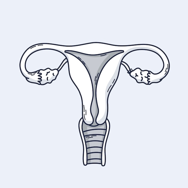 Kostenloser Vektor handgezeichnete uteruszeichnung