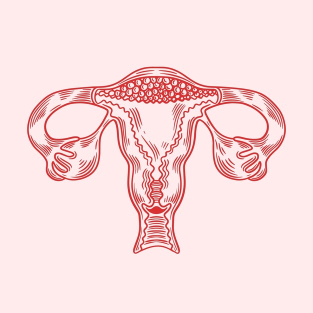 Handgezeichnete Uteruszeichnung