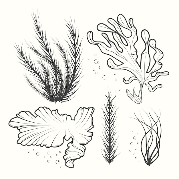 Kostenloser Vektor handgezeichnete zeichnung von algen