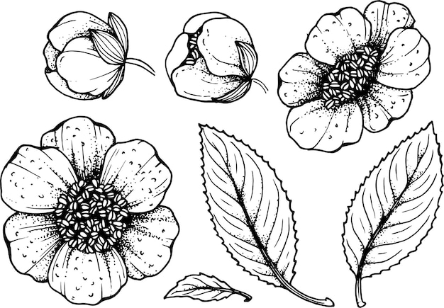 Handgezeichnetes camellia sinensis blumenset