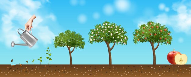 Hintergrund des Lebenszyklus des Apfelbaums mit realistischer Vektorillustration der Befruchtung