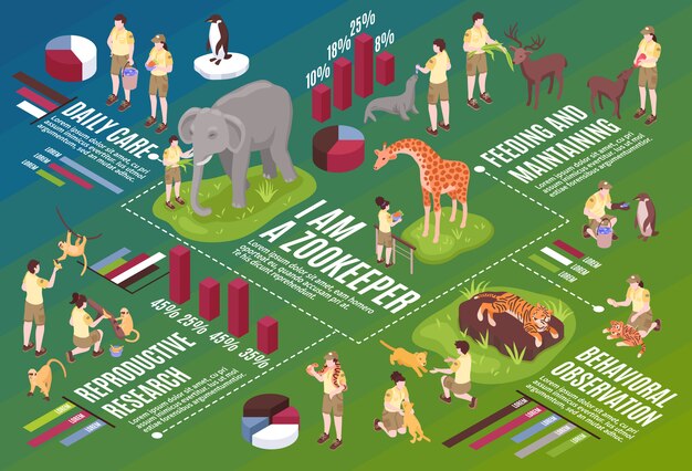 Horizontale Flussdiagrammzusammensetzung der isometrischen Zooarbeiter mit infografischem Symboltext und den Bildern der Vektor-Illustration von Menschen und Tieren