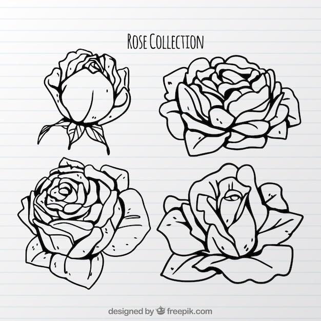 Kostenloser Vektor hübsche sammlung von handgezeichneten rosen