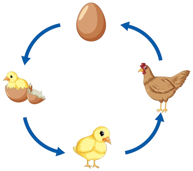 Kostenloser Vektor hühnerlebenszyklusdiagramm