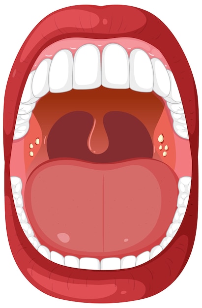 Illustration der Anatomie des offenen Mundes
