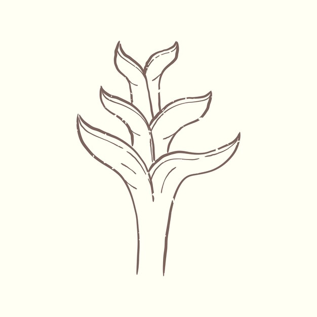 Illustration der Pflanze