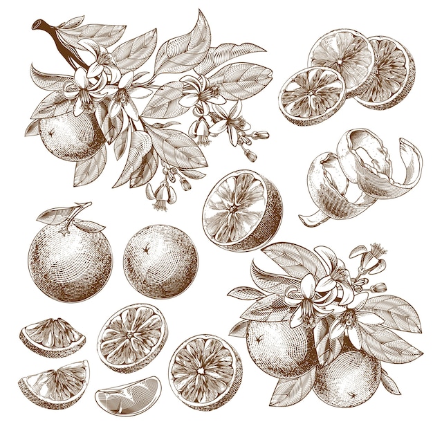 Illustration von Orangenfrucht, blühenden Blumen, Blättern und Zweigen Vintage monochrome Zeichnung.