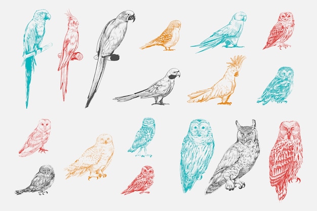 Illustrationszeichnungsart der papageienvogelsammlung