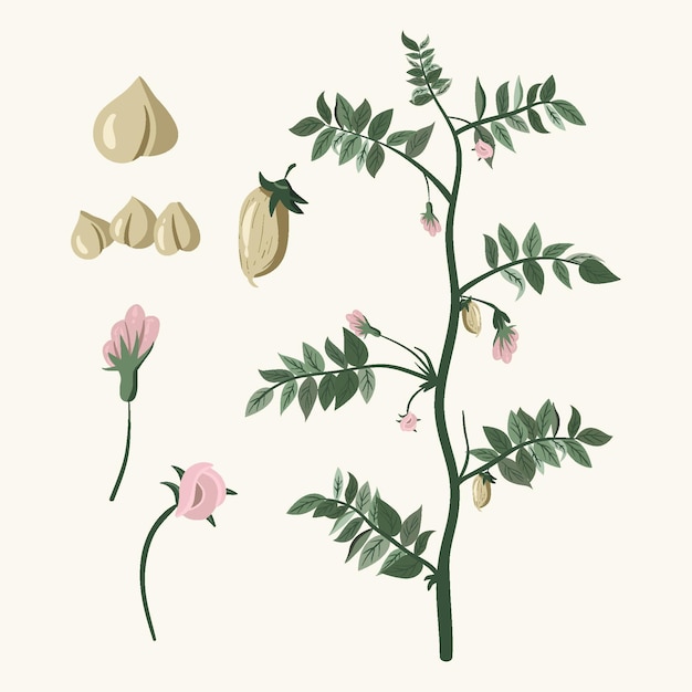 Illustrierte Kichererbsenbohnen und Pflanze