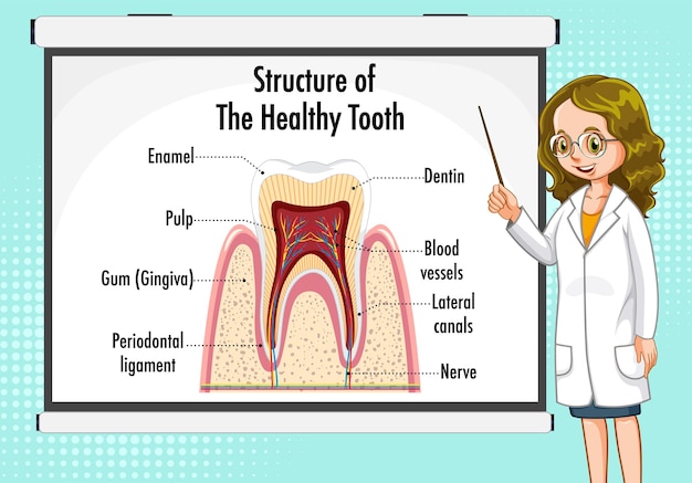 Kostenloser Vektor infografik des menschen in der struktur des gesunden zahns