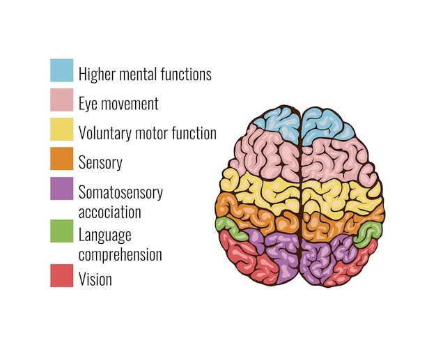 Infografik-komposition des menschlichen gehirnanatomie-funktionsbereichs mind systems mit textlegendenschlüsseln und bunten bereichen