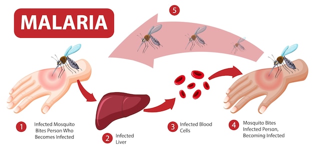 Kostenloser Vektor infografik mit informationen zu malariasymptomen