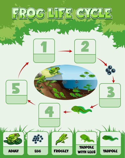 Infografik zeigt den Lebenszyklus von Frosch