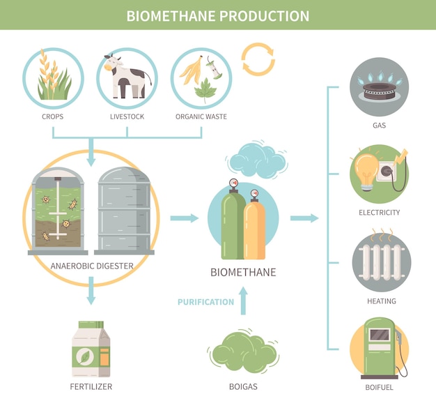 Kostenloser Vektor infografiken zur biomethanproduktion, die landwirtschaftliche nutzpflanzen und vieh als quellen für biokraftstoffwärme und strom zeigen, flache vektorillustration