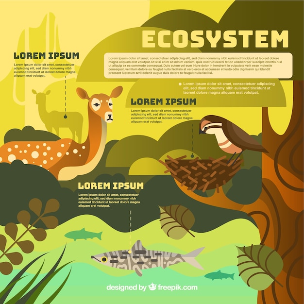 Infographic konzept des ökosystems