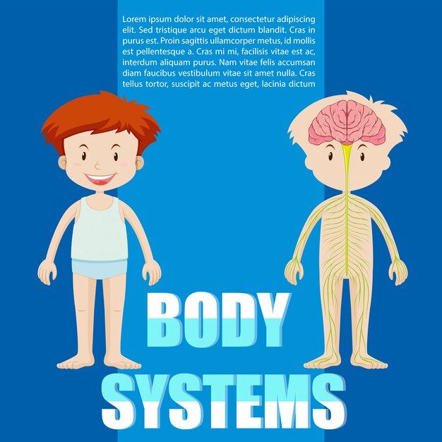 Infographik Vorlage des Jungen und Körper-Systems