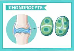 Kostenloser Vektor informatives poster von chondrozyten