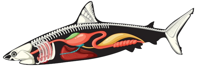 Innere anatomie des hais