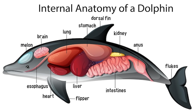 Innere anatomie eines delphins