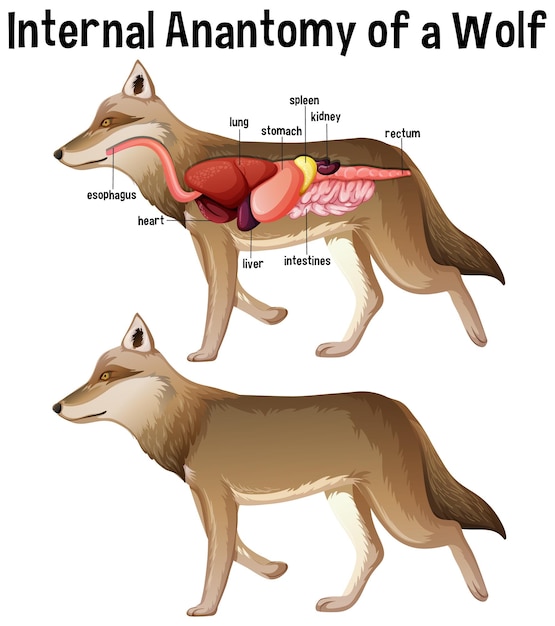 Innere anatomie eines pferdes mit etikett