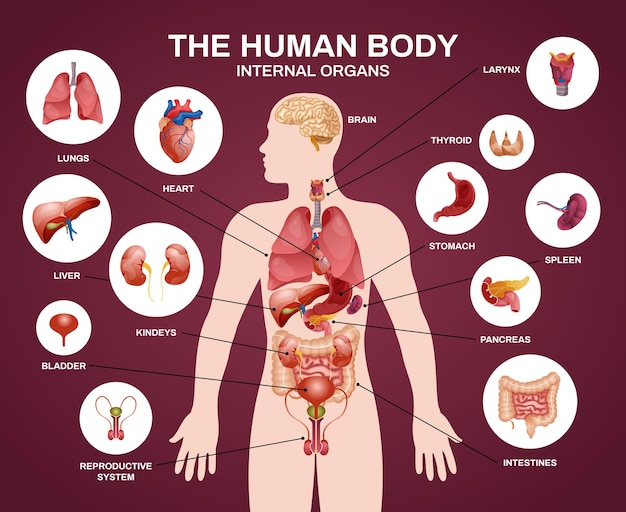 Kostenloser Vektor innere menschliche organe silhouette zusammensetzung mit schlagzeile der inneren organe des menschlichen körpers und beschreibungen in kreisen illustration