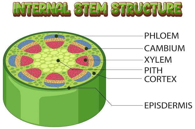Kostenloser Vektor innere struktur des stammdiagramms