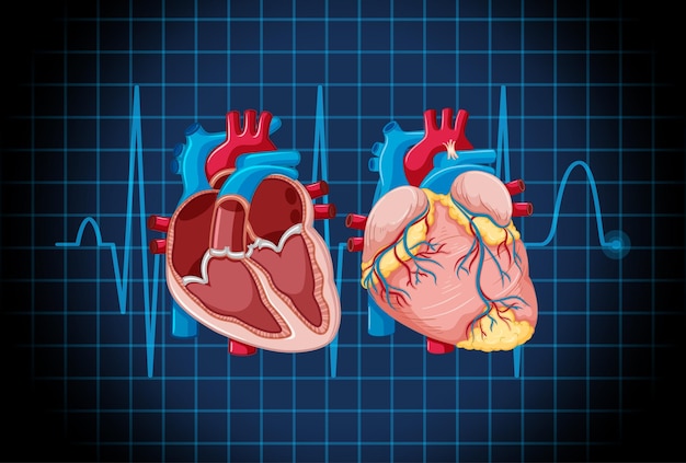 Kostenloser Vektor inneres organ des menschen mit herz