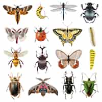 Kostenloser Vektor insekten icons set