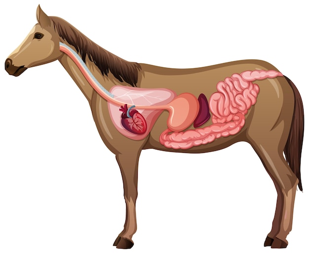 Interne Anatomie eines Pferdes lokalisiert auf weißem Hintergrund