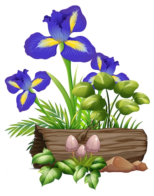 Irisblumen und -pilze auf weiß
