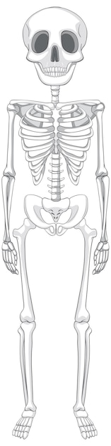 Kostenloser Vektor isolierte anatomie des menschlichen skeletts