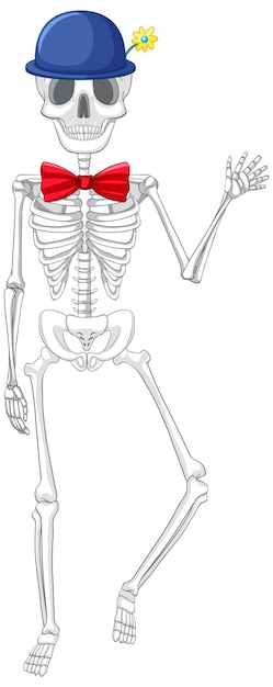 Isolierte anatomie des menschlichen skeletts