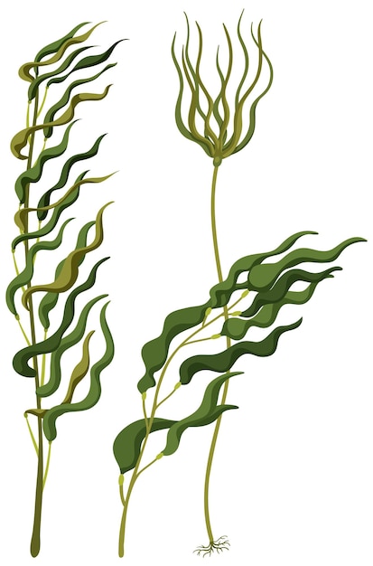 Isolierte kelp-wald-karikatur