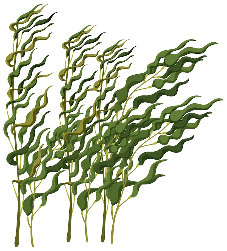 Kostenlose Vektor isolierte kelp-wald-karikatur