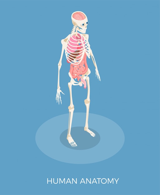 Kostenloser Vektor isometrische zusammensetzung der menschlichen anatomie mit skelett und inneren organen 3d