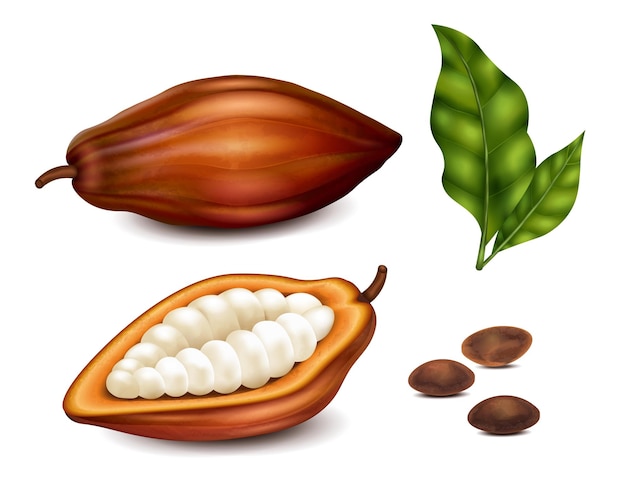 Kostenloser Vektor kakaobohnen und grünes blatt realistisch gesetzt, isoliert auf weißem hintergrund vektor-illustration