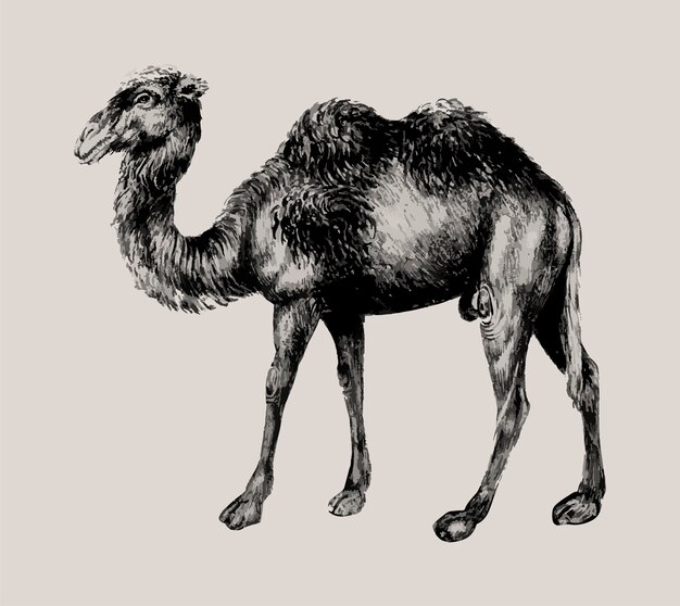 Kamel im Vintage-Stil