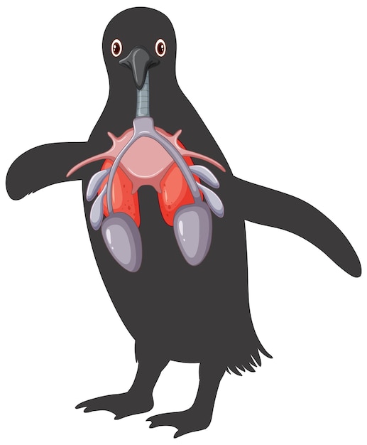 Kostenloser Vektor karikatur des atmungssystems des pinguins