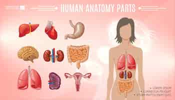 Kostenloser Vektor karikatur menschliche anatomie helle vorlage mit frau körper leber magen herz gehirn lungen nieren milz darm weibliches fortpflanzungssystem