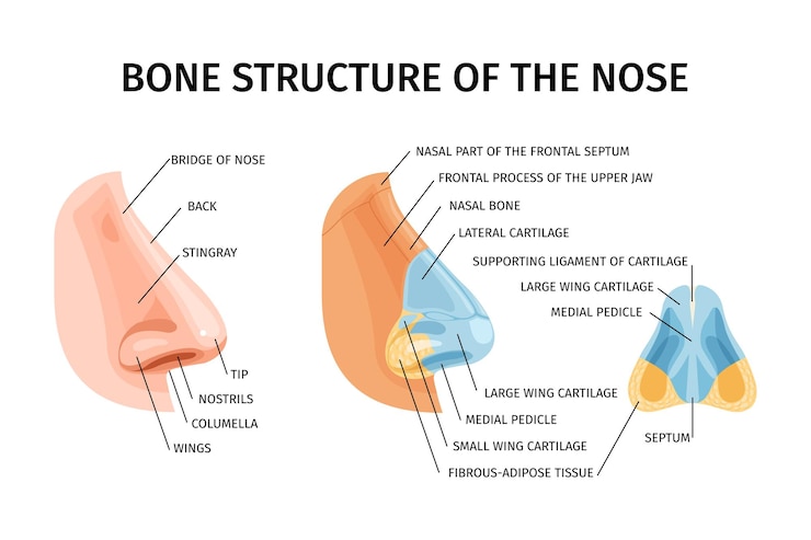 Kostenlose Vektor knochenstruktur der nase realistische infografiken illustriert nasenrücken stachelrochenflügel septum nasenknochen und knorpel vektorillustration