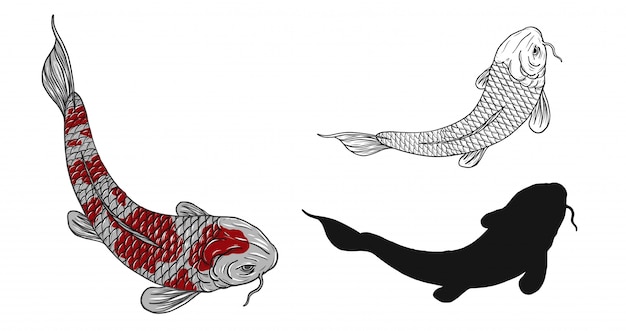 Koi Fisch Tattoo Von Hand Zeichnen Premium Vektor