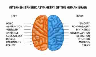 Kostenloser Vektor komposition kreativer teile des linken und rechten menschlichen gehirns mit farbcodierten gehirnhälften mit textvektorillustration