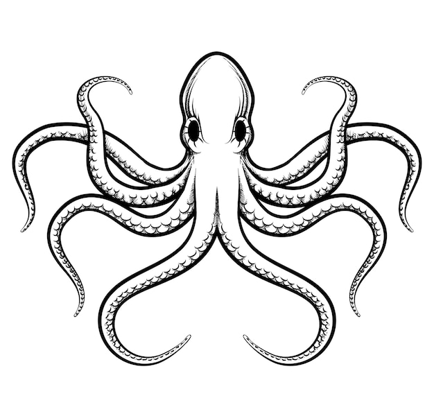 Krakenillustration. Schön gemalte schwarze Linien des Oktopus auf einem weißen Hintergrund