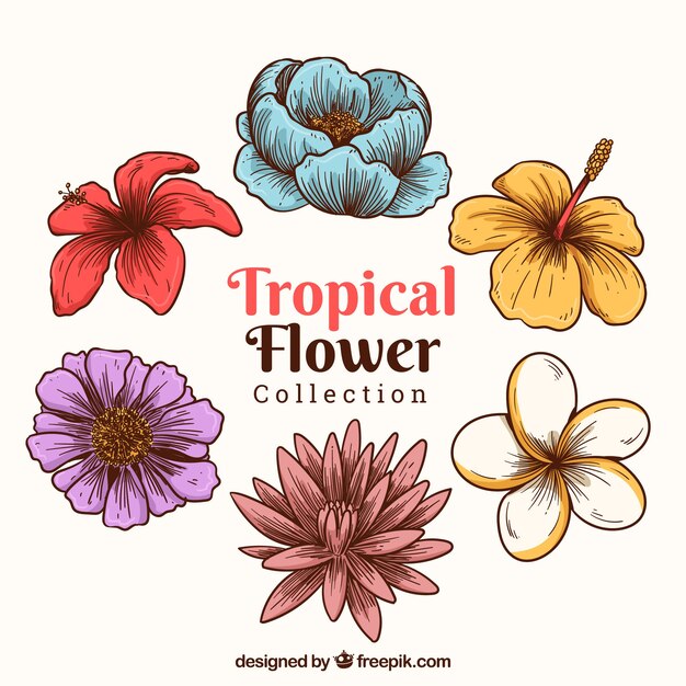Kreativer Hand gezeichneter tropischer Blumensatz