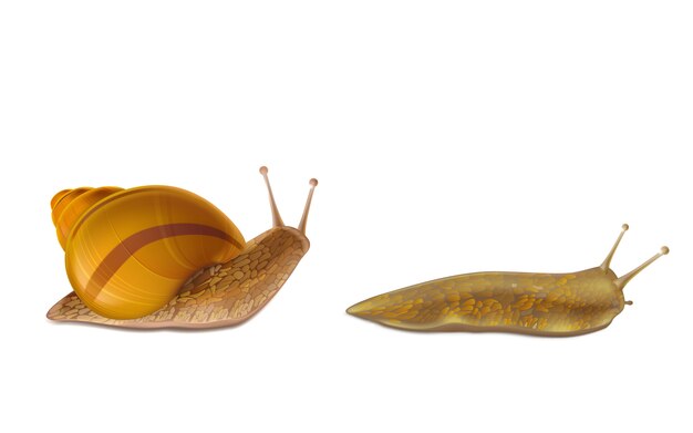 Kriechender Burgunder oder römische Schnecke und rote Schnecke