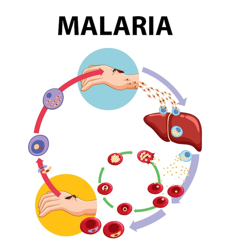 Kostenlose Vektor lebenszyklus des malariaparasiten ein visueller leitfaden