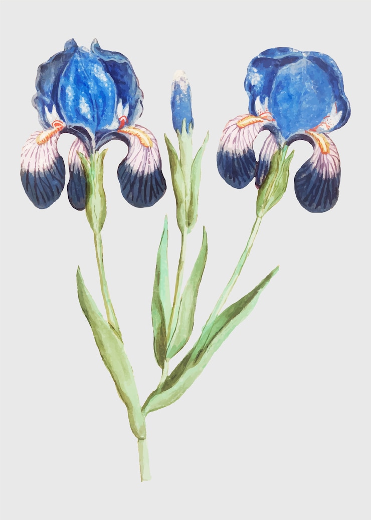 Kostenlose Vektor lila iris im vintage-stil