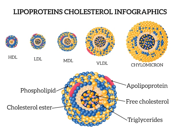 Kostenloser Vektor lipoproteincholesterin realistischer infografiksatz mit mdl- und hdl-symbolen isolierte vektorillustration